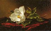 Martin Johnson Heade Magnolia f France oil painting artist